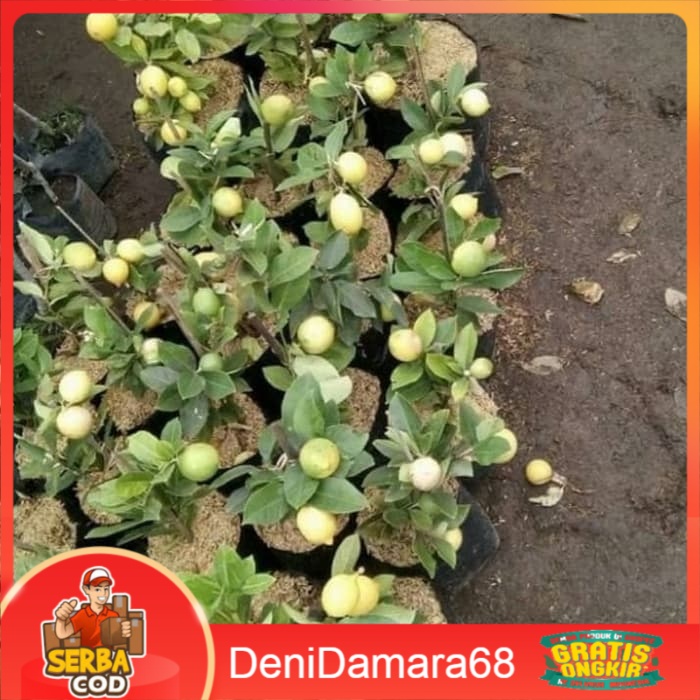 Bibit Jeruk Lemon Lokal