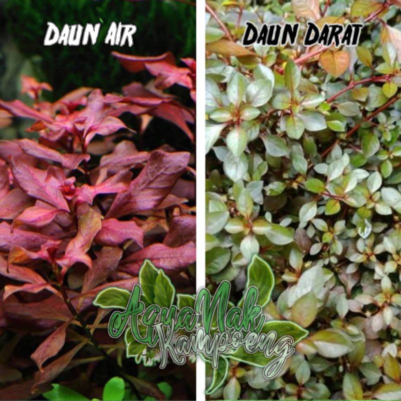 Ludwigia sp red mini