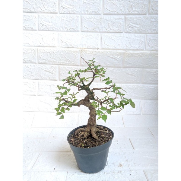 Bonsai Mame Sakura Mikro Bunga Putih