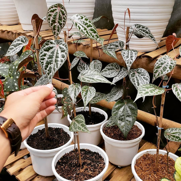 Tanaman Herbal Sirih Merah | Tanaman Sirih Merah