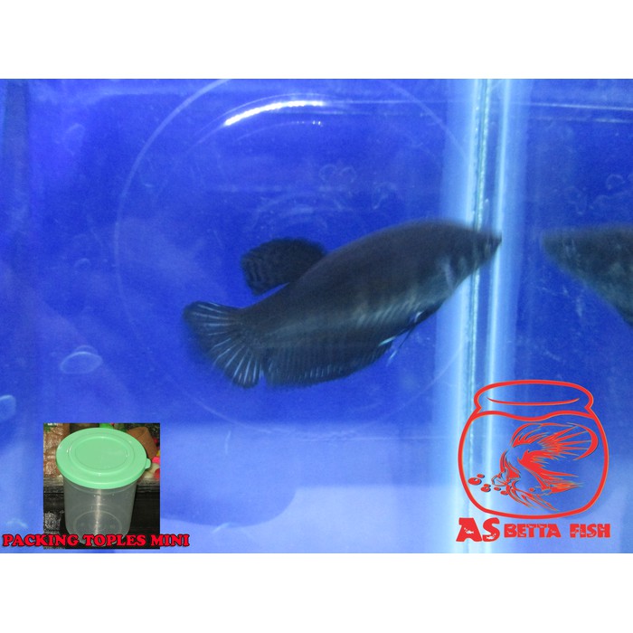 Betta Splendens - Cupang Hias Plakat Female Super Black