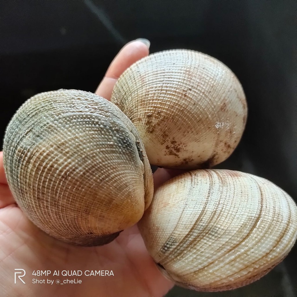 

Kerang Madu