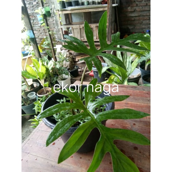 EKOR NAGA