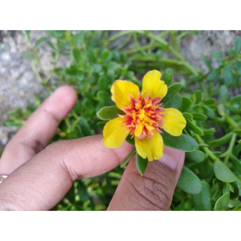 BUNGA KROKOT JAMBUL KUNING - MERAH