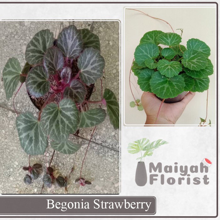 Begonia Strawberry - Tanaman Hias