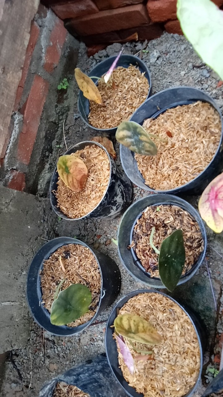 Tambahan Packing Paralon