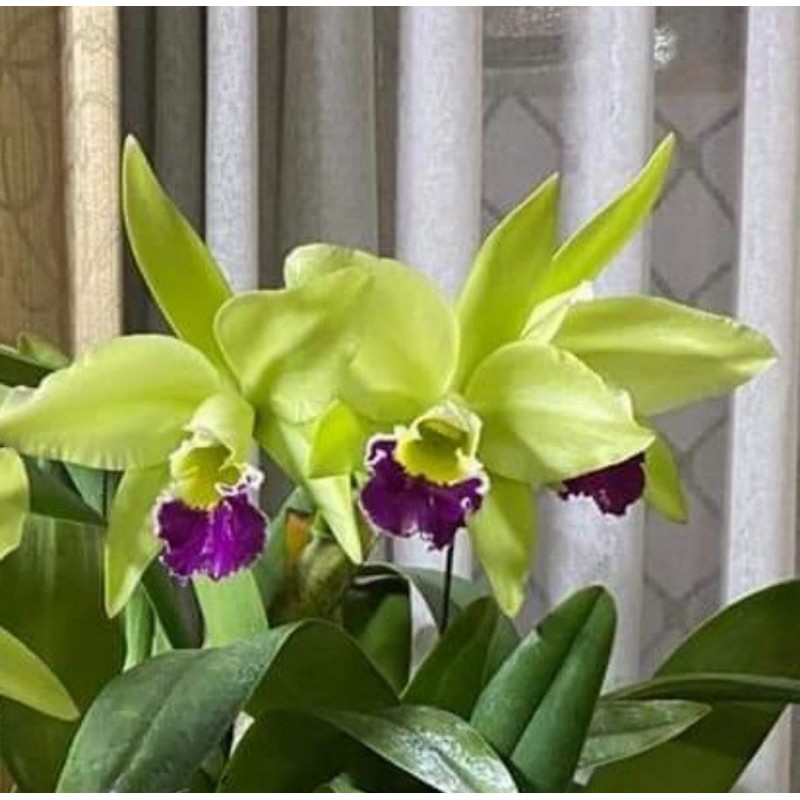 Pohon Anggrek Cattleya Bunga Hijau Lidah Ungu Dewasa Siap Spike
