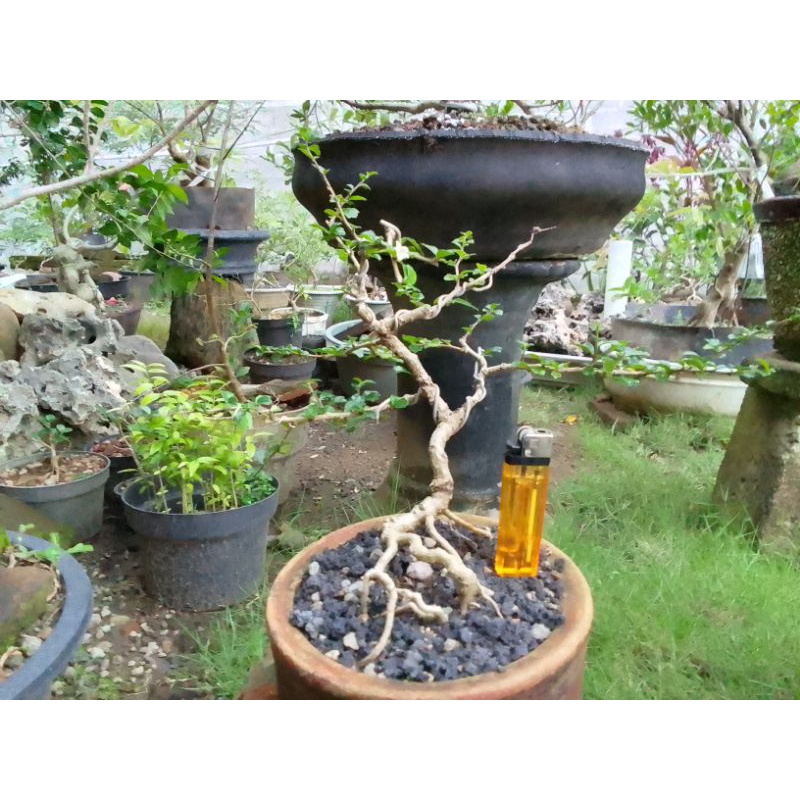 Bonsai Hokianti mikro import murah program akar