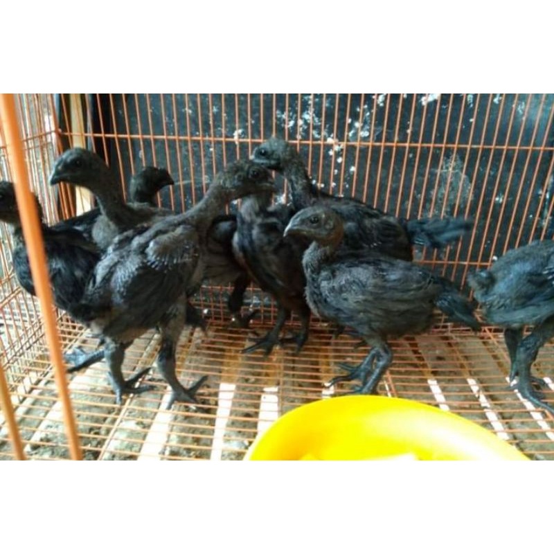 Ayam Cemani Anakan LIDAH ABU-ABU