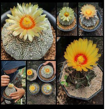 seed astro x type v (seed/biji/benih kaktus astro x type v)