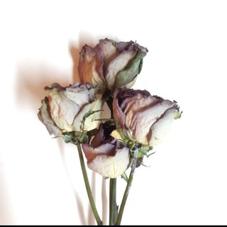 Dried Rose Bunga Mawar Kering Asli IMPORT isi 4 Dried Rose Bunga Mawar Kering Asli IMPORT isi 4