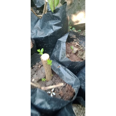 stek Sancang bonsai