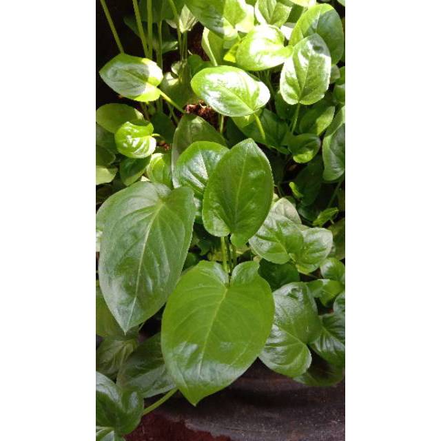 Tanaman herbal keladi tikus/pohon herbal keladi tikus