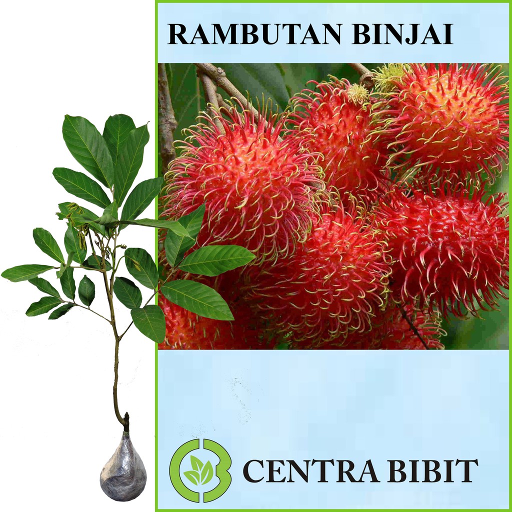  Download Gambar Buah Rambutan  Downloadjpg