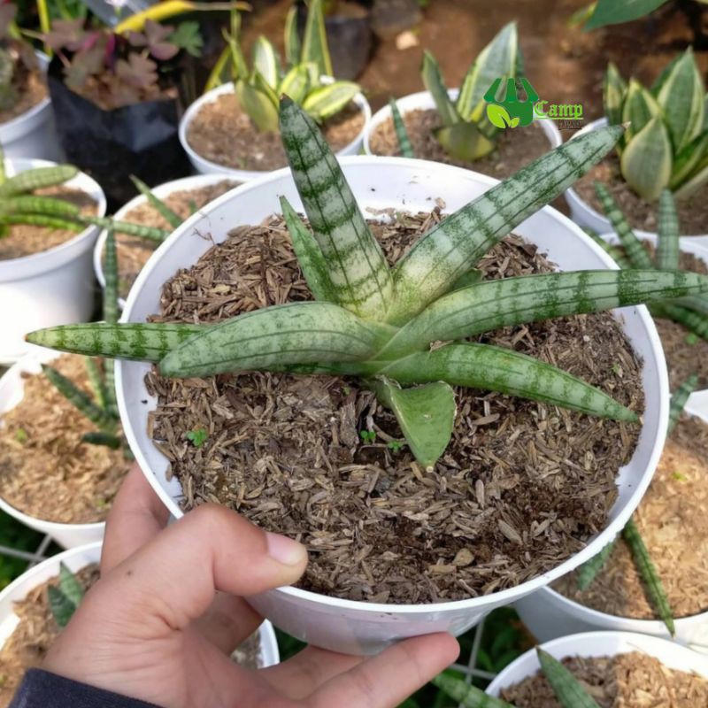 Tanaman hias indoor sansivera cylindrica - Besar