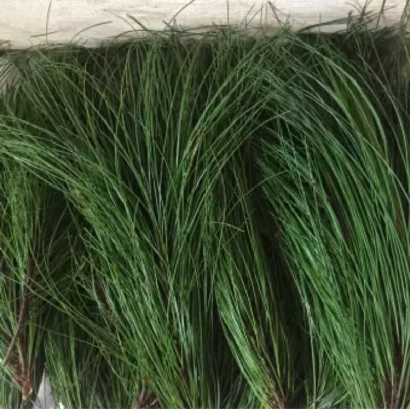 Jual Jual Daun Pinus Obat Stroke Per Kg Indonesia Shopee Indonesia