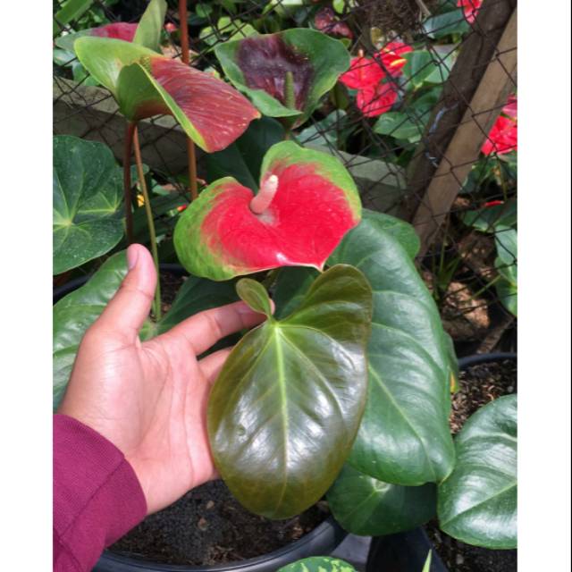 Tanaman hias anturium corong