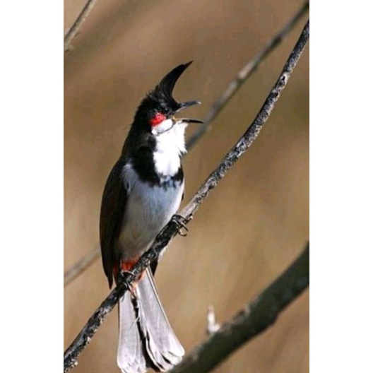 Burung kutilang malaysia