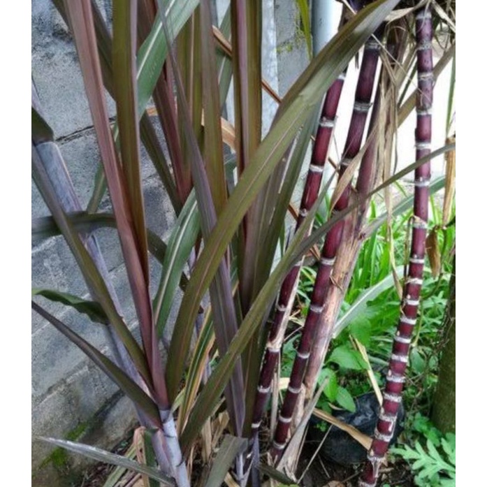 bibit tebu wulung/ tebu hitam