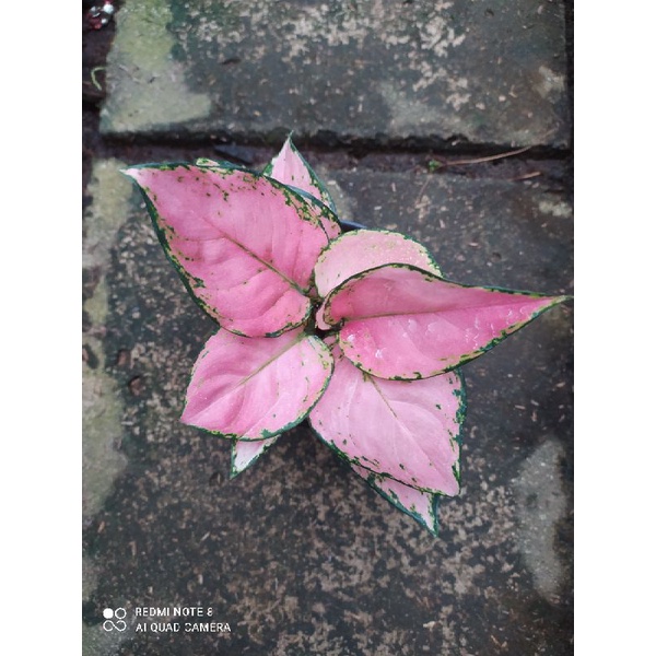 Aglaonema Pink Yulia