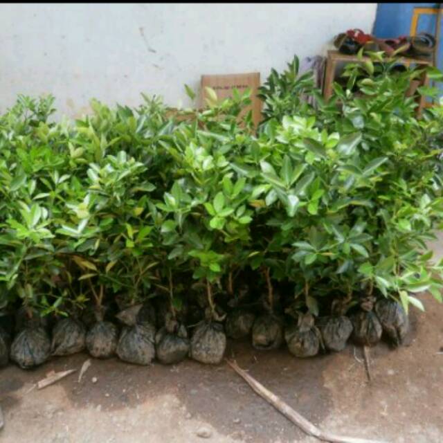 BIBIT BUAH JERUK LEMON AMERIKA/JERUK CALIFORNIA SUPER UNGGUL DIJAMIN ASLI