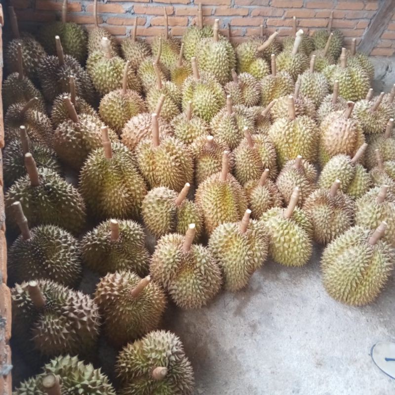 

DURIAN MONTONG