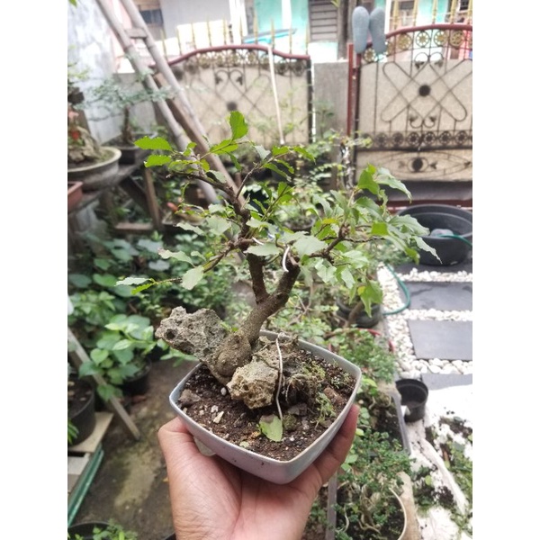 Bahan bonsai rukem