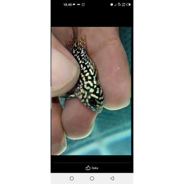 ikan louhan/lohan burayak louhan f2/SRD/cencu/kamfa