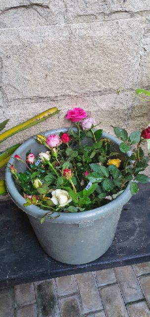 Tanaman Hias Bunga Mawar 20 Pcs - Bunga Mawar - Bibit Tanaman Bunga Mawar Berbunga