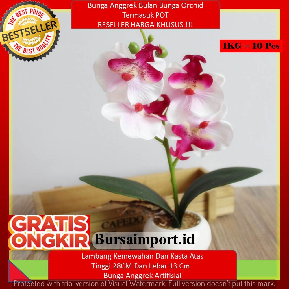 1kg Muat 6 Pcs Bunga Anggrek Bulan Bunga Orchid Bulat Termasuk