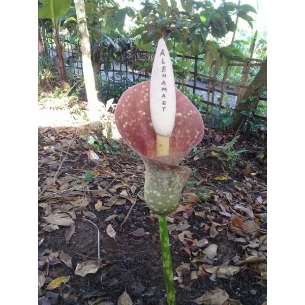 umbi kuncup bibit bunga spora porang perumbi | biji spora porang