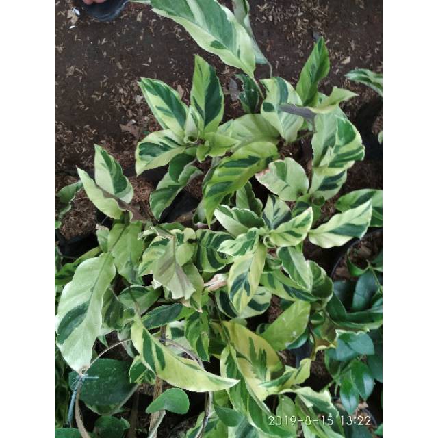 Tanaman hias pohon calathea louisae thai beauty kalatea tisue golden meranti