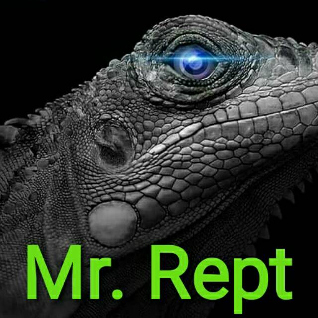mr.rept