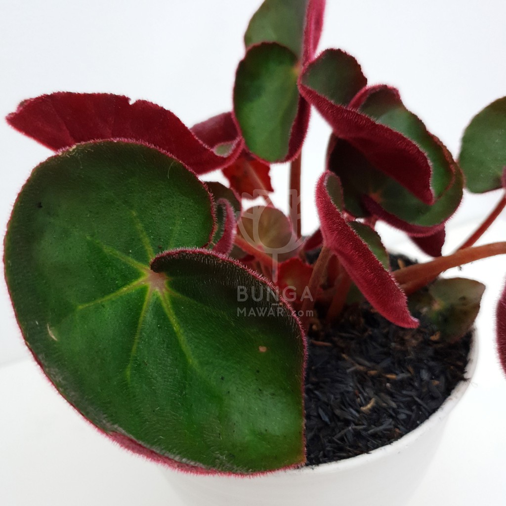 Tanaman Hias Begonia Acetosa Langka Shopee Indonesia