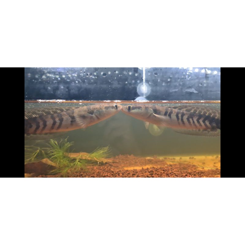 Red Barito Original lokality Sungai Barito size 20cm