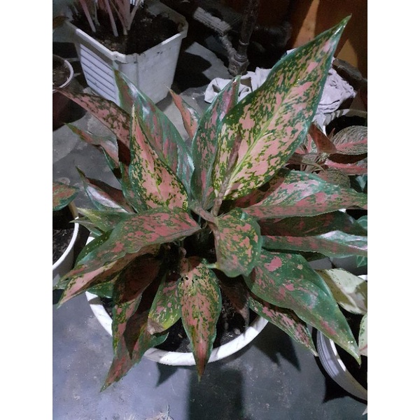 AGLONEMA VENUS RUMPUN