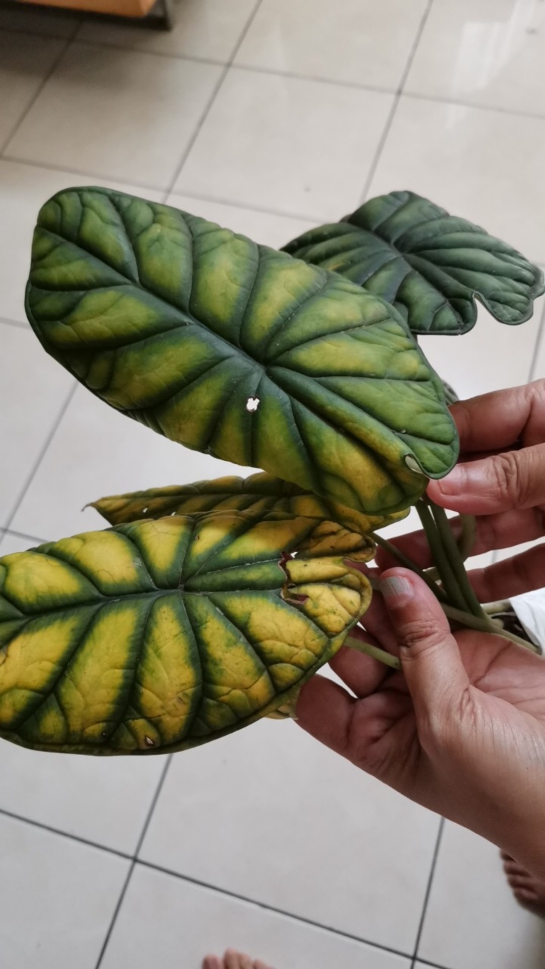 Alocasia Dragon Scale (keladi Tengkorak Hijau) Dewasa
