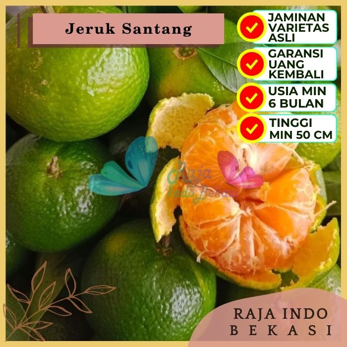 Bibit Tanaman Buah JERUK SANTANG Premium