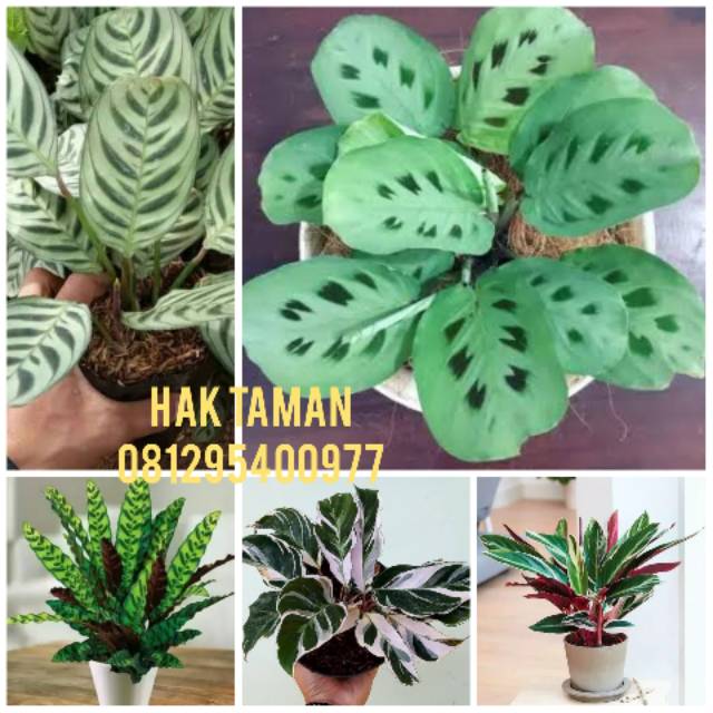 Paket 5 Tanaman Hias Calathea
