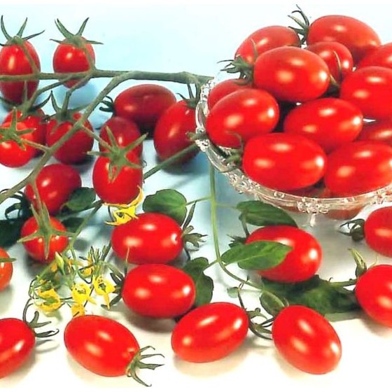 Benih TOMAT CHERRY [isi-3] - Biji Tropical Ruby