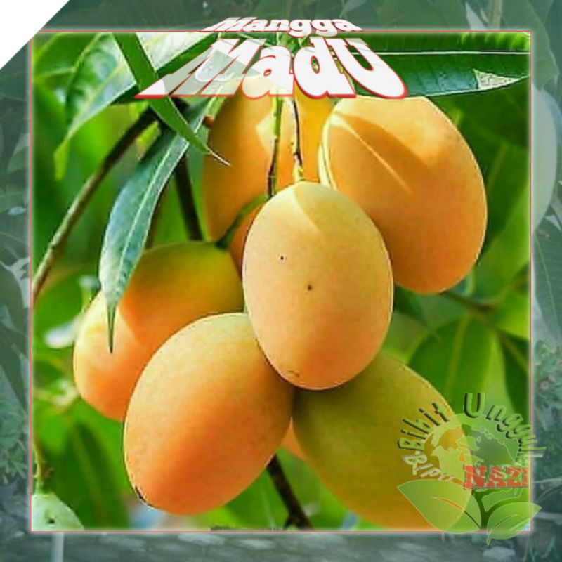 Bibit MANGGA MADU okulasi super unggul bisa tanam di pot (TABULAMPOT)