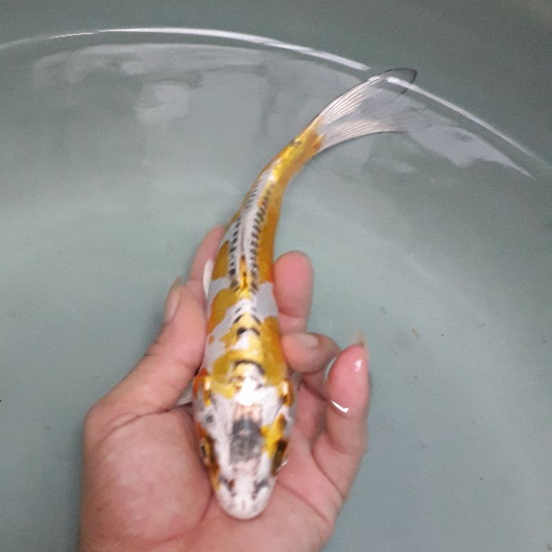 Koi Blitar 1 ekor - Koi Kiko kikuryu size 20cm - Koi Antikan
