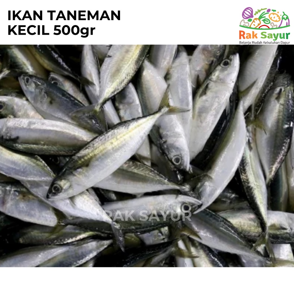 

Ikan Taneman 500gr Anak Ikan Kembung Tandeman Fresh Ikan Seafood Daging Rak Sayur Padang