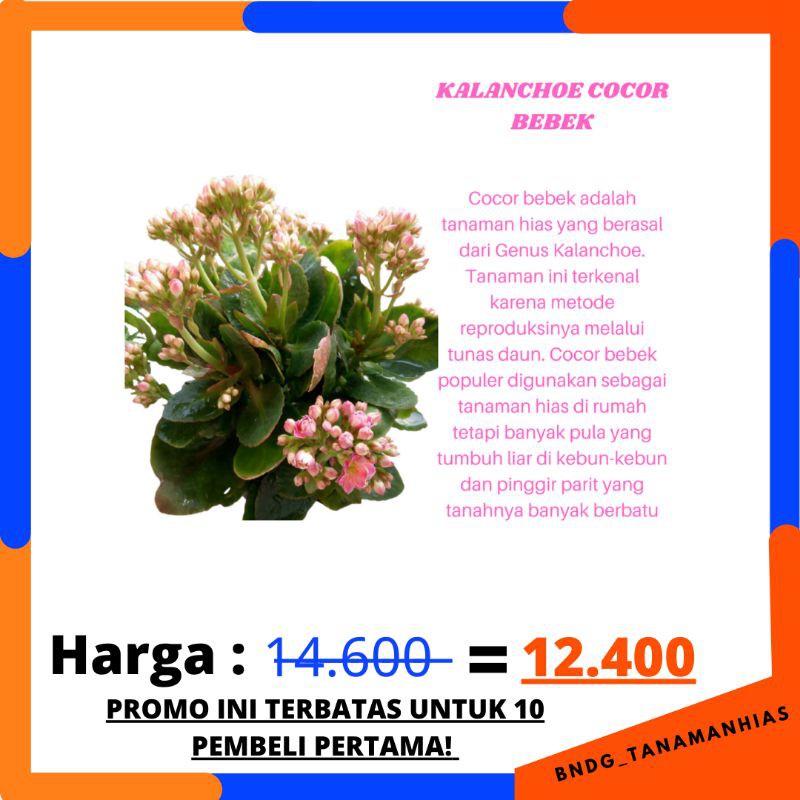 PROMO TANAMAN HIAS BUNGA SUPER CALANDIVA KALANCHOE COCOR BEBEK WARNA RANDOM | TERMURAH!