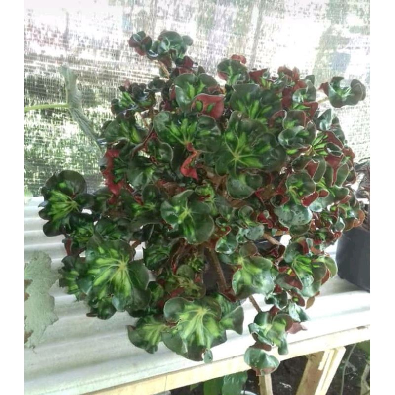 Begonia Brekele/Kerupuk Taiwan jumbo