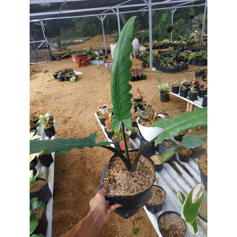 Alokasia Keris Papua / Blacksivit