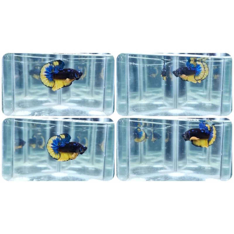 [Cupang] Plakat Avatar Yellow (Real Picture)