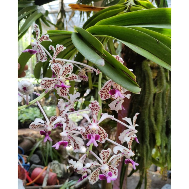 Anggrek Vanda tricolor jumbo