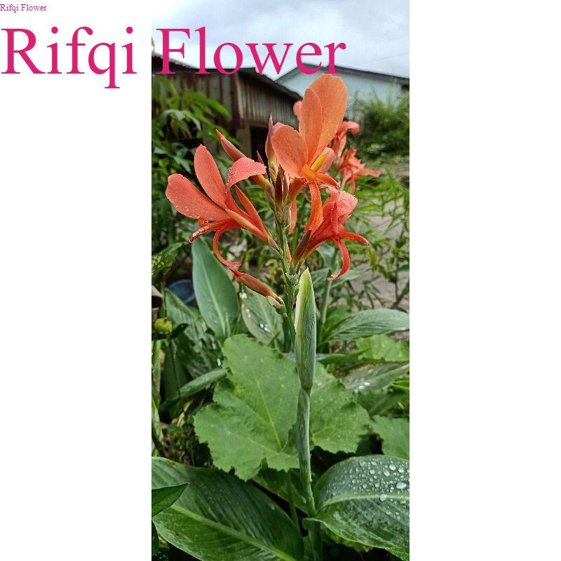 Tanaman Hidup Canna glauca Bunga Orange Tanaman Pagar Tanaman Outdoor Bunga Orange Unik Rifqi Flower