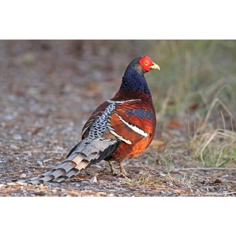 

TELUR AYAM HIAS RINGNECK HUME'S PHEASANT FERTIL UNTUK DITETASKAN